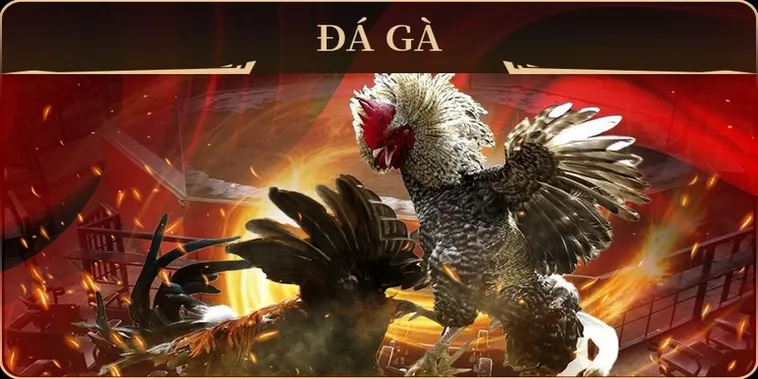 Tuyệt Chiêu Cách Chơi Đá Gà GA28 Tại Oppa888 Bất Bại Mọi Kèo Cược 2 Tuyệt Chiêu Cách Chơi Đá Gà GA28 Tại Oppa888 Bất Bại Mọi Kèo Cược