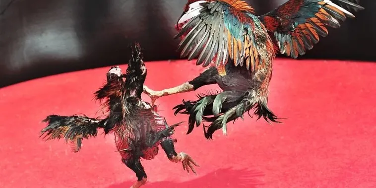 Bật Mí Cách Chơi Đá Gà Sabong Tại Oppa888 Thắng Lớn Như Kê Vương