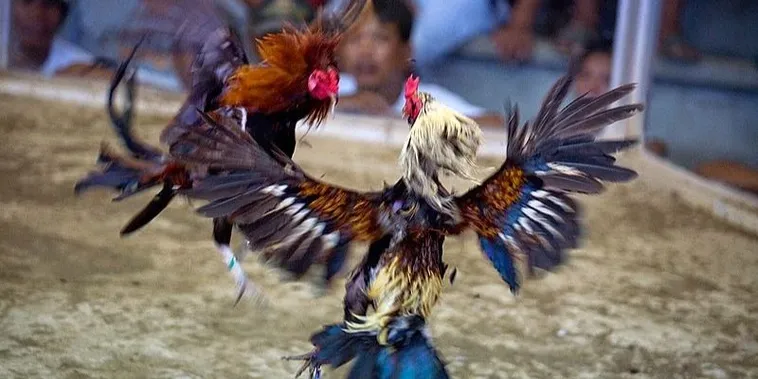 Bật Mí Cách Chơi Đá Gà Sabong Tại Oppa888 Thắng Lớn Như Kê Vương