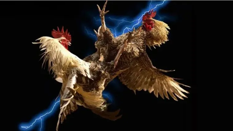 Khám Phá Sảnh Đá Gà Oppa888 Sôi Động Và Hấp Dẫn